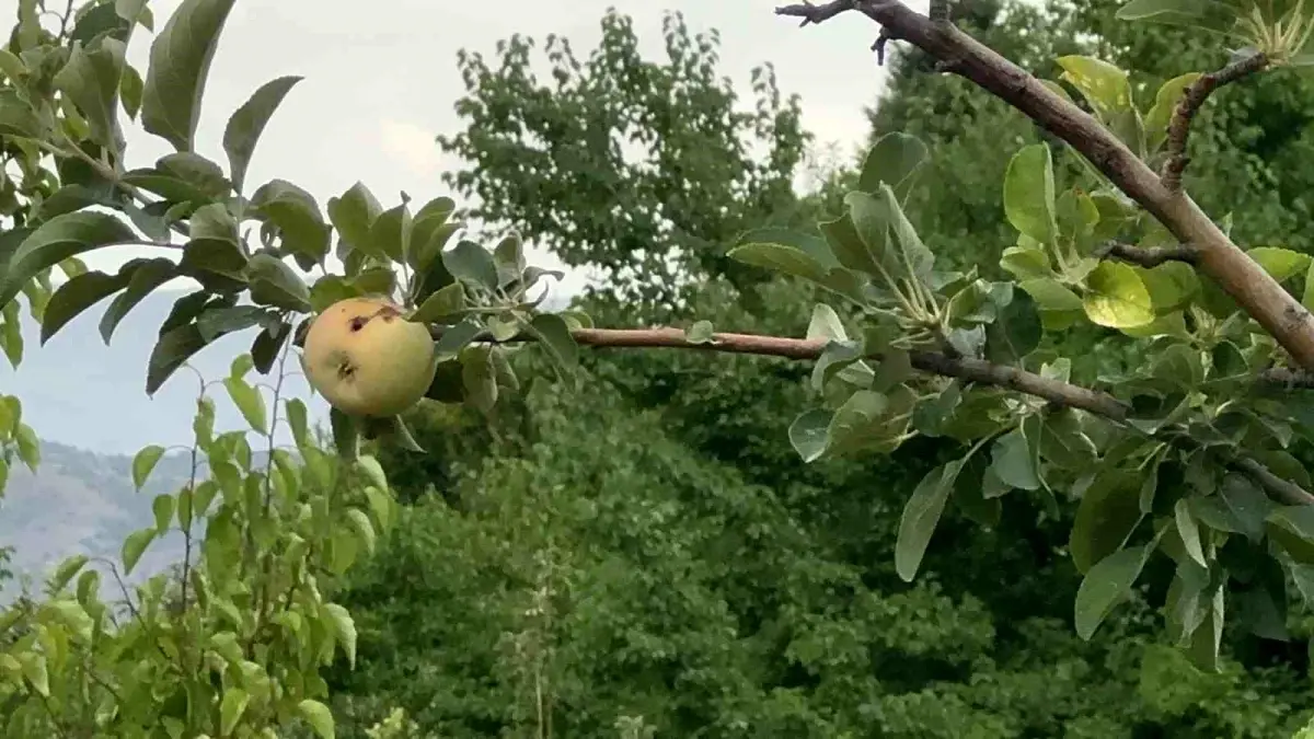 Yüzyılın Don Olayı Elazığ’ı Vurdu