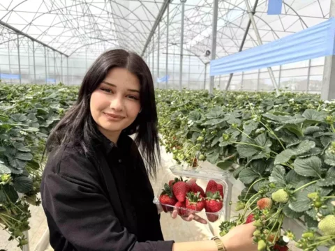 Tarsus’ta Topraksız Tarım ile Çilek Hasadı Başarıyla Gerçekleştirildi