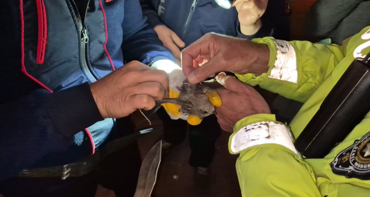 İpe Dolanan Ebabil Kuşu İçin Cadde Trafiğe Kapandı