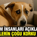 arastirma-kopeklerin-yuzde-84u-gunluk-hayatta-korku-ve-kaygi-yasiyor-fQQ2c6as