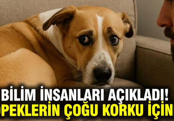 arastirma-kopeklerin-yuzde-84u-gunluk-hayatta-korku-ve-kaygi-yasiyor-fQQ2c6as